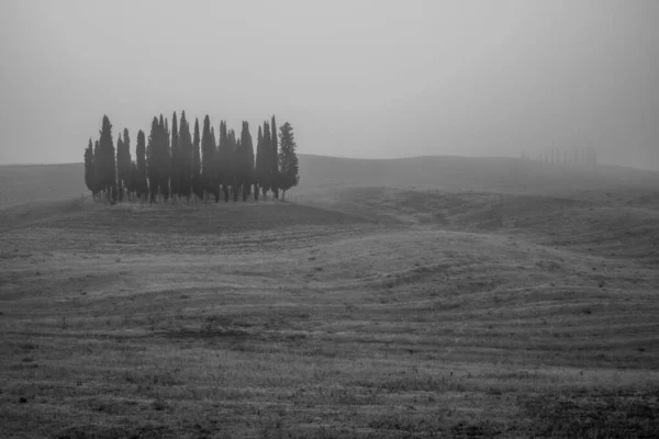 Groupe de cyprès en Toscane, Italie. Paysage estival aérien — Photo