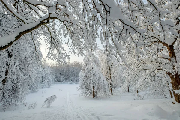 눈이 내린 후 숲 속 경관 — 스톡 사진