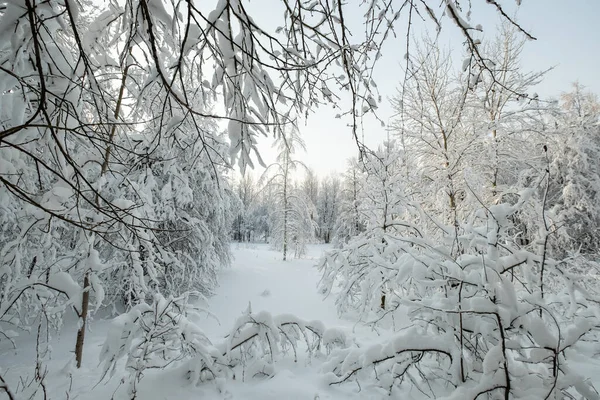 Paisagem na floresta após a queda de neve — Fotografia de Stock