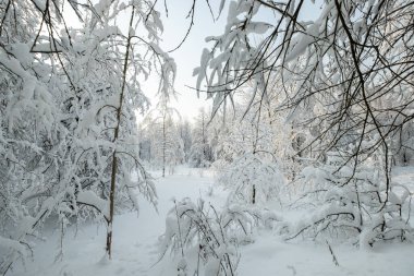 Kar yağdıktan sonra ormandaki manzara