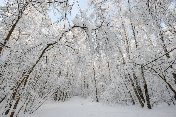 降雪后的森林景观 — 图库照片