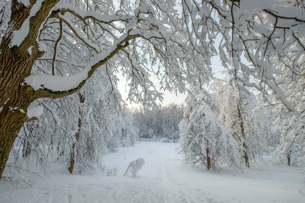 Paisaje en el bosque después de las nevadas — Foto de Stock