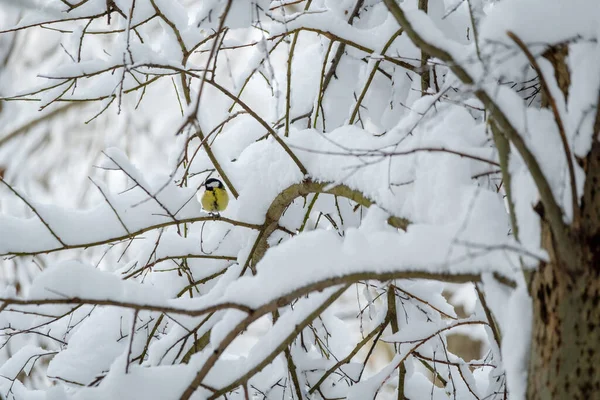 Pájaro de paja sentado en una rama cubierta de nieve — Foto de Stock