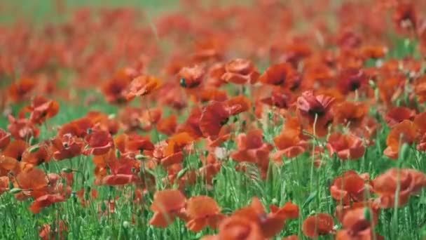 Blommande röda vallmo i en sommaräng gunga — Stockvideo