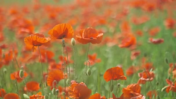 Bloeiende rode klaprozen in een zomer weide schommel — Stockvideo