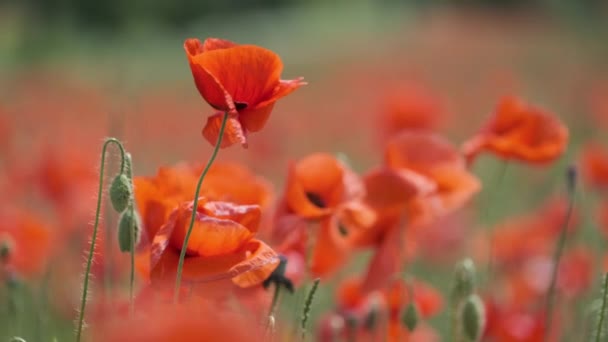 여름철 목초지에서 피는 붉은 양귀비 — 비디오