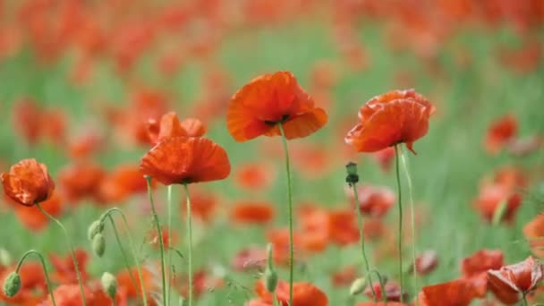 Kvetoucí červené máky na letní louce houpačce — Stock video