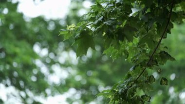 Ormanda yağmur, Akçaağaç 'a düşen damlalar