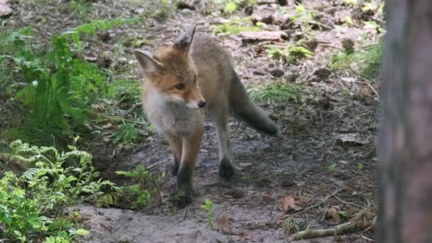 Wary fox w pobliżu legowiska w lesie — Wideo stockowe