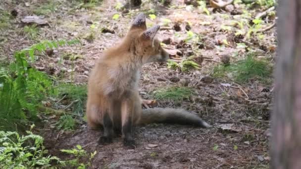 Opatrná liška odpočívá poblíž doupěte — Stock video