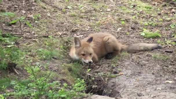 Fuchsjunge spielt mit toter Maus — Stockvideo