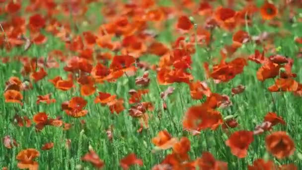 Des coquelicots rouges en fleurs dans une prairie d'été swing — Video