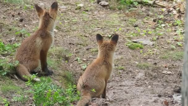 Fox cucciolo guardia tana nella foresta — Video Stock