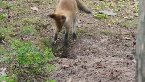 Παιχνιδιάρικα μικρά αλεπούδων κοντά σε τρύπα στο έδαφος — Αρχείο Βίντεο