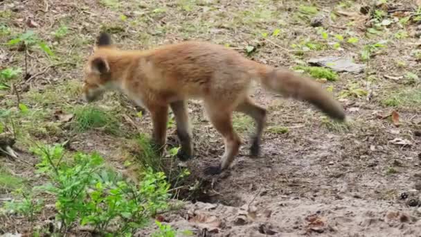 Liščí mláďata si hrají uvnitř doupěte — Stock video