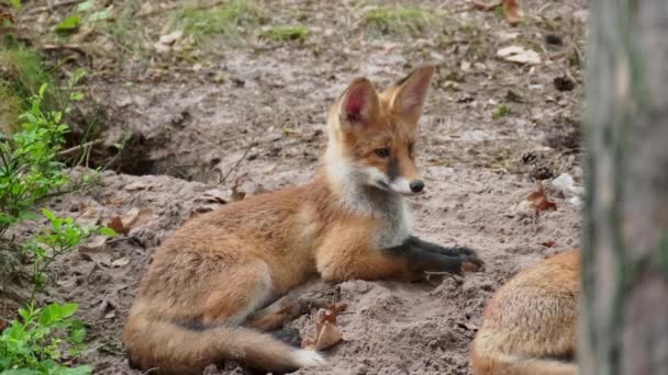 狐狸宝宝在洞口附近休息 — 图库视频影像