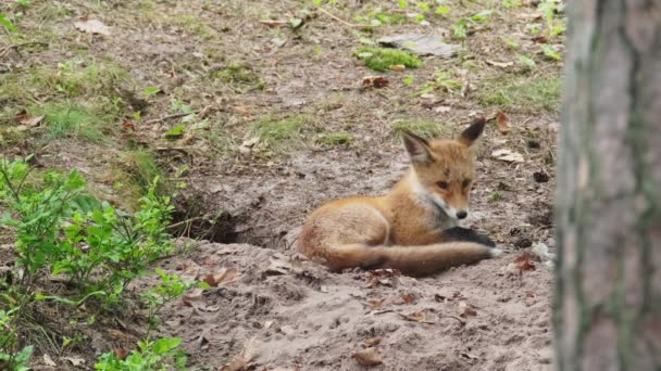 Προσεκτική αλεπού που αναπαύεται κοντά στη φωλιά — Αρχείο Βίντεο