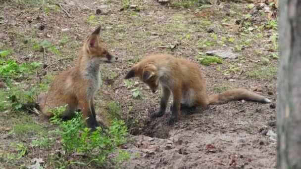 Fox welpen spelen in de buurt van hol in het bos — Stockvideo