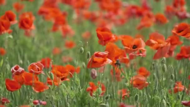 Blooming red poppies in a summer meadow swing — Stock Video