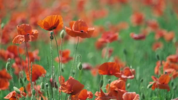 Blooming red poppies in a summer meadow swing — Stock Video