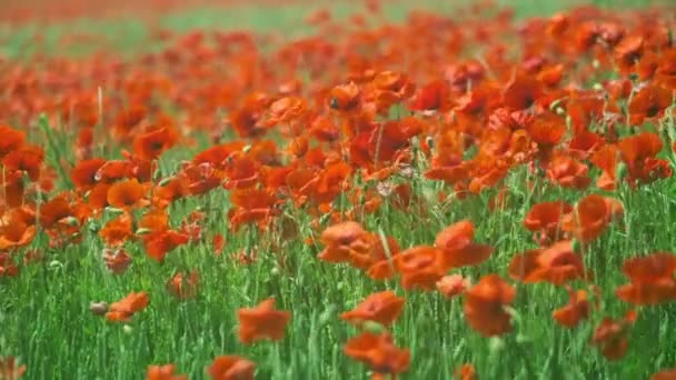 Blooming red poppies in a summer meadow swing — Stock Video