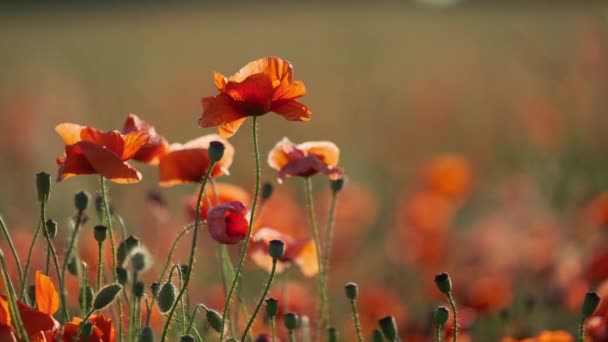 Blooming red poppies in a summer meadow swing — Stock Video