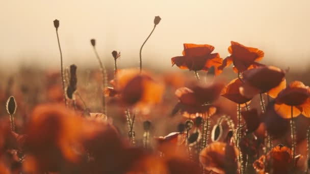 Floración de amapolas rojas en un columpio de pradera de verano — Vídeos de Stock