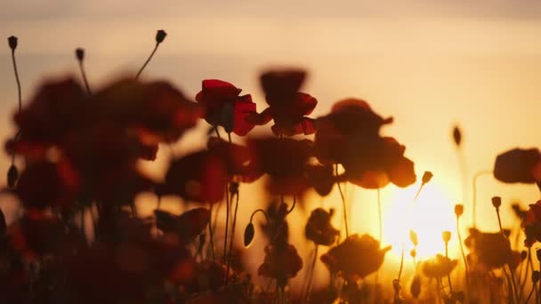 Blooming red poppies in a summer meadow swing — Stock Video