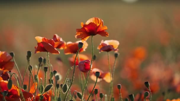 Blooming red poppies in a summer meadow swing — Stock Video