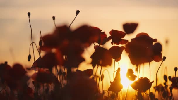 Blommande röda vallmo i en sommaräng gunga — Stockvideo