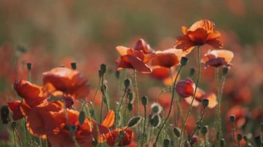 Çiçek açan kırmızı gelincikler salıncakta sallanıyor