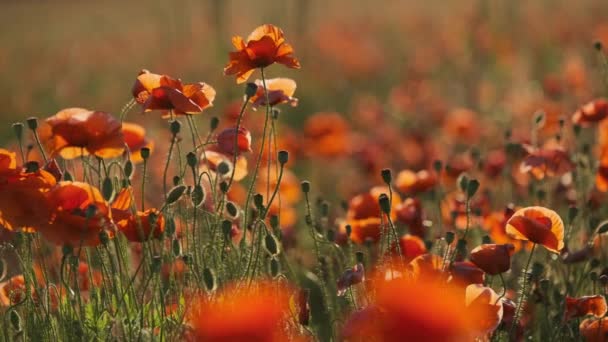 Kvetoucí červené máky na letní louce houpačce — Stock video