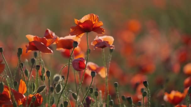 Blooming red poppies in a summer meadow swing — Stock Video