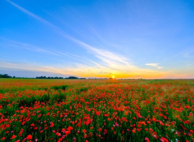 Yaz otlağında açan kırmızı gelincikler