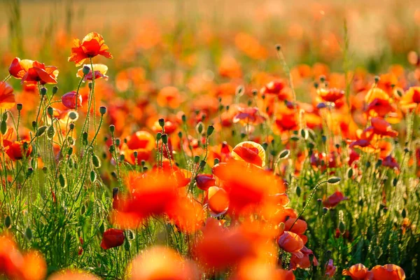 Blühende rote Mohnblumen auf einer Sommerwiese — Stockfoto