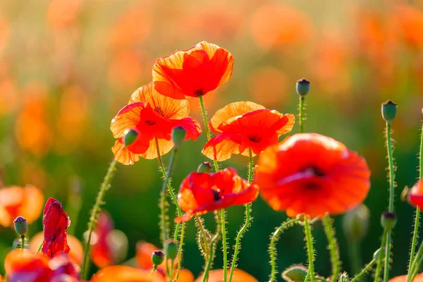 Blühende rote Mohnblumen auf einer Sommerwiese — Stockfoto