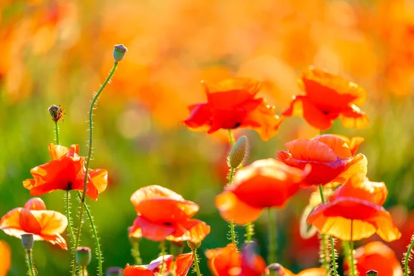 Blühende rote Mohnblumen auf einer Sommerwiese — Stockfoto