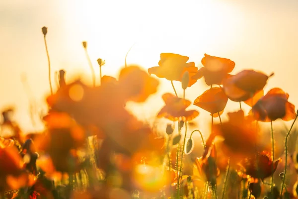 Blooming red poppies in a summer meadow — Stock Photo, Image