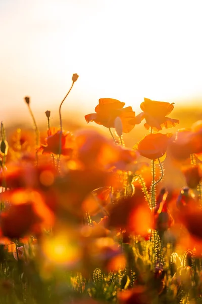 Blooming red poppies in a summer meadow — Stock Photo, Image