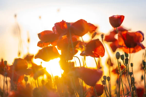 Blooming red poppies in a summer meadow — Stock Photo, Image