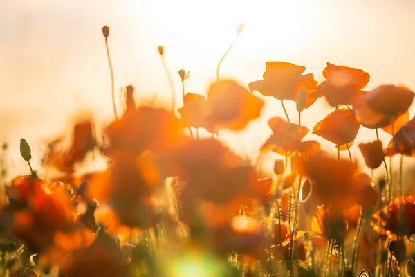 Blooming red poppies in a summer meadow — Stock Photo, Image