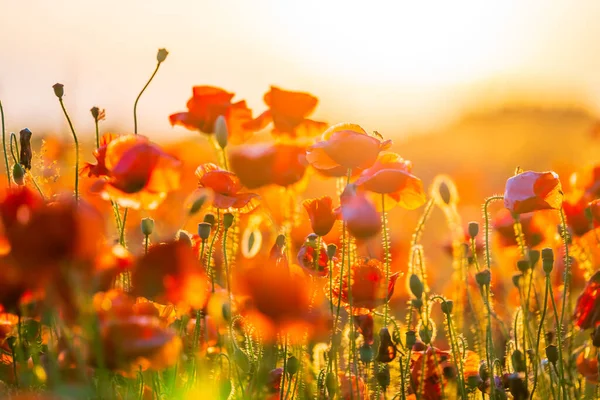 Floración de amapolas rojas en un prado de verano — Foto de Stock