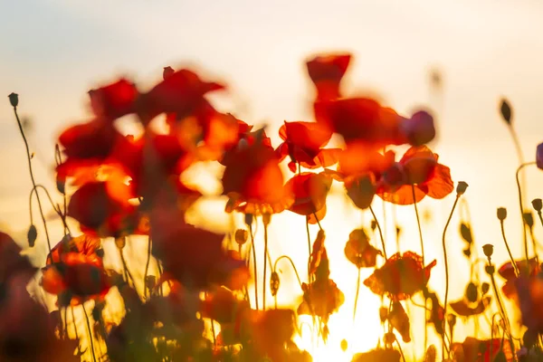 Blooming red poppies in a summer meadow — Stock Photo, Image