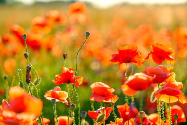 Floración de amapolas rojas en un prado de verano — Foto de Stock