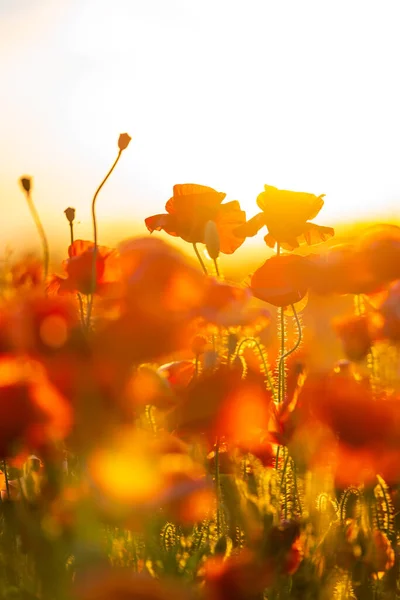 Floración de amapolas rojas en un prado de verano — Foto de Stock