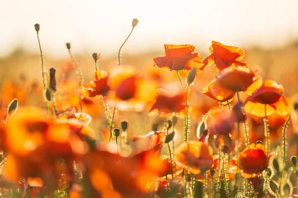 Poppy merah mekar di padang rumput musim panas — Stok Foto