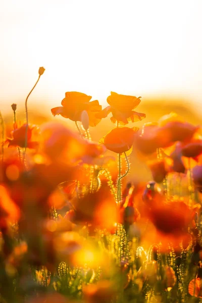 Poppy merah mekar di padang rumput musim panas — Stok Foto