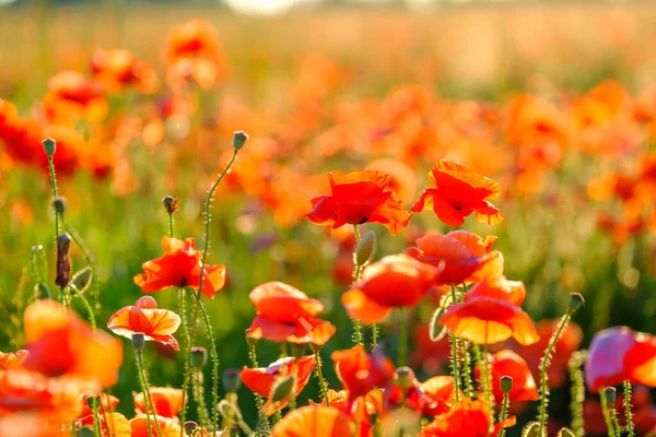 Bloeiende rode papavers in een zomer weide — Stockfoto