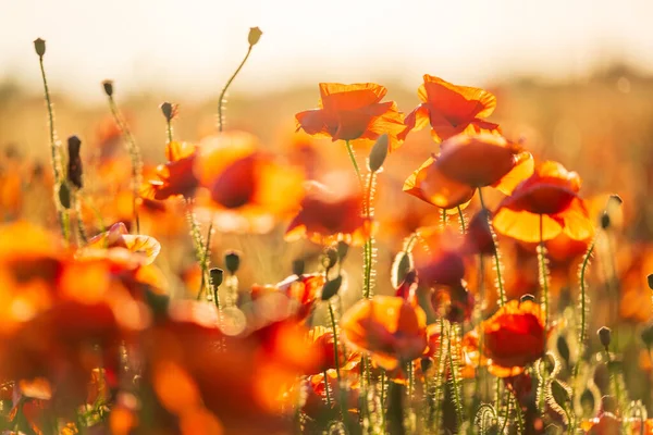 Blommande röda vallmo på en sommaräng — Stockfoto