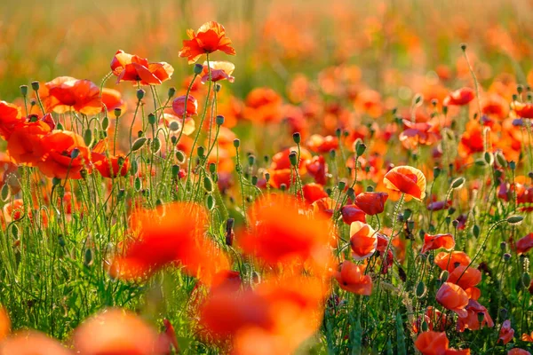 Blooming red poppies in a summer meadow — Stock Photo, Image